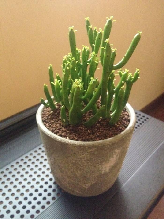 逆天了中国吃货！多肉植物炒肉吃！