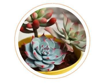 逆天了中国吃货！多肉植物炒肉吃！