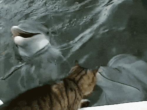 测一测你家猫咪是什么品种,测一测猫咪年龄