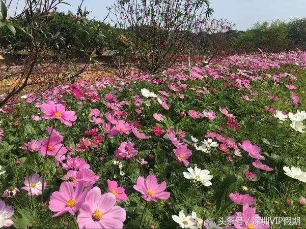 从化毅华温泉特色,从化毅华温泉旅游攻略