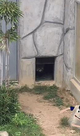 吃草能减肥的话,减肥从吃草开始