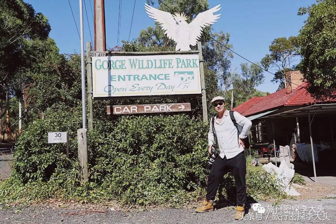 中国哪里能够抱考拉,全球哪里能够抱考拉