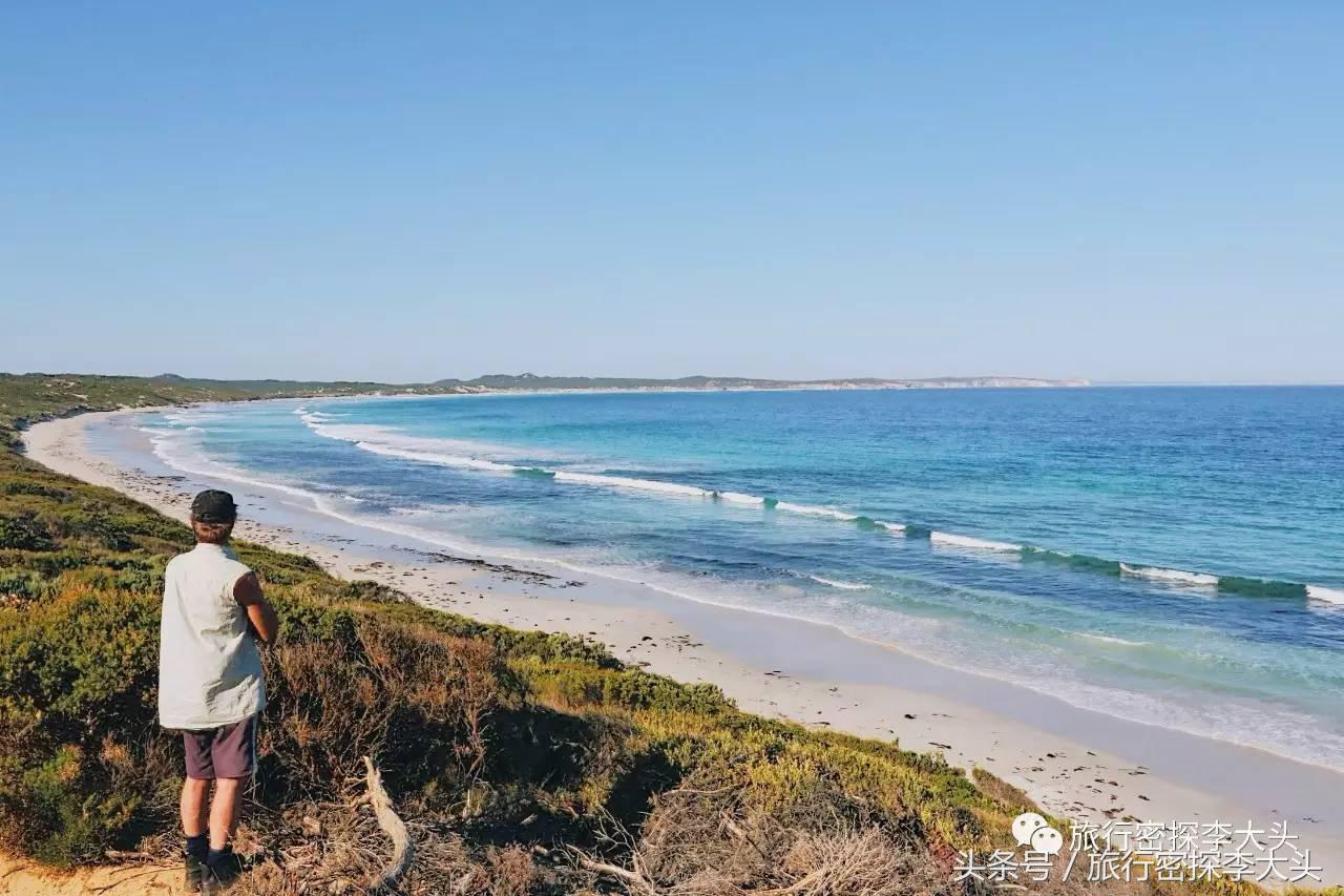 中国哪里能够抱考拉,全球哪里能够抱考拉