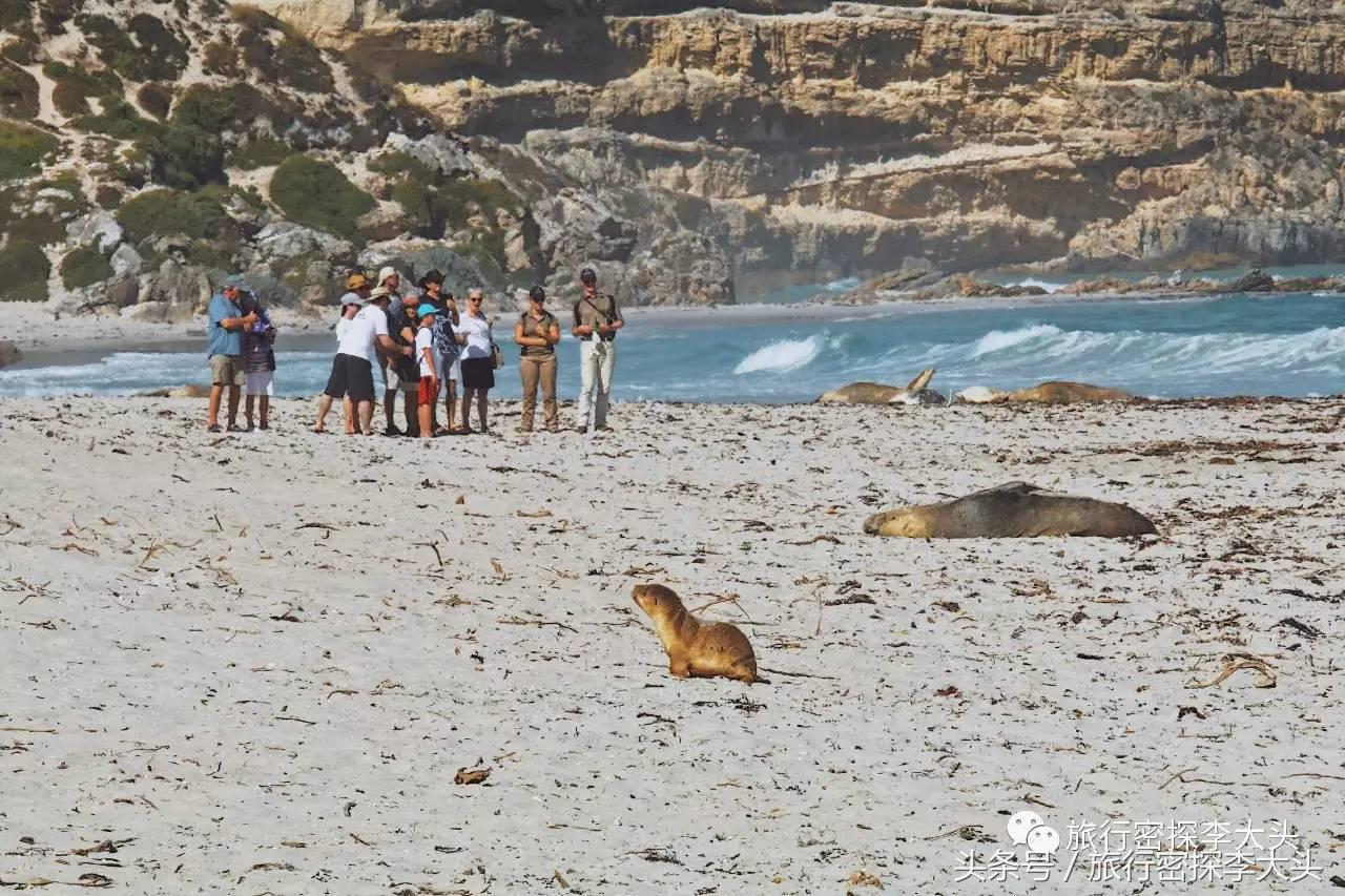 中国哪里能够抱考拉,全球哪里能够抱考拉