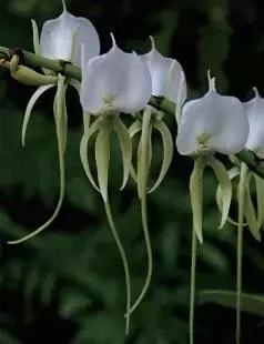 荐书｜中国人对兰花情有独钟，没想到达尔文也一样