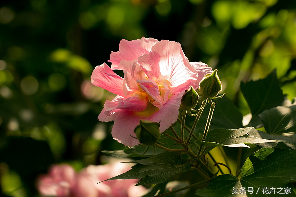 植物传播种子方法科普,植物果实传播的方法有哪些