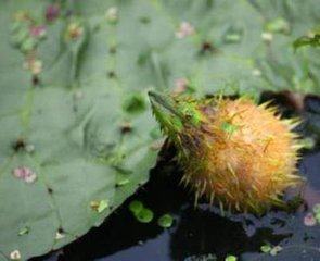 地道小吃童年味道,什么样的美食叫怀旧美食