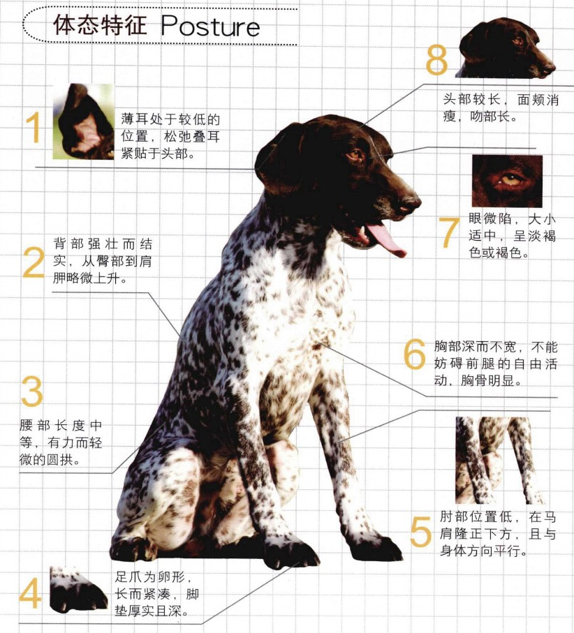 犬属德国刚毛波音达犬,和波音达犬相似的犬