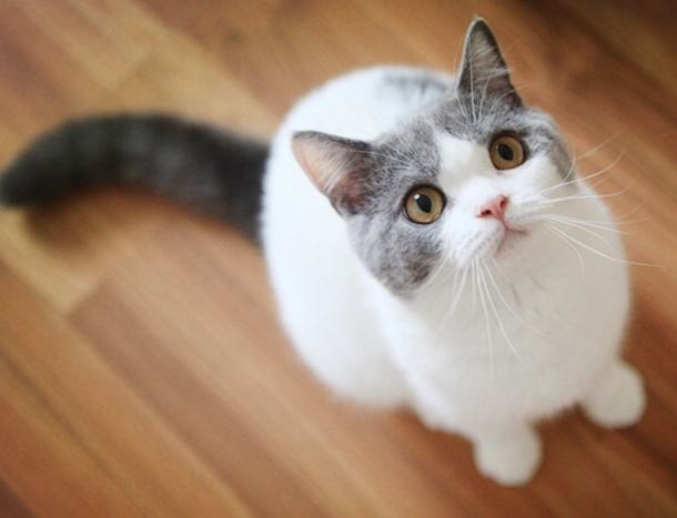 猫咪一天的食谱推荐,猫咪的料理食谱健康简单便宜