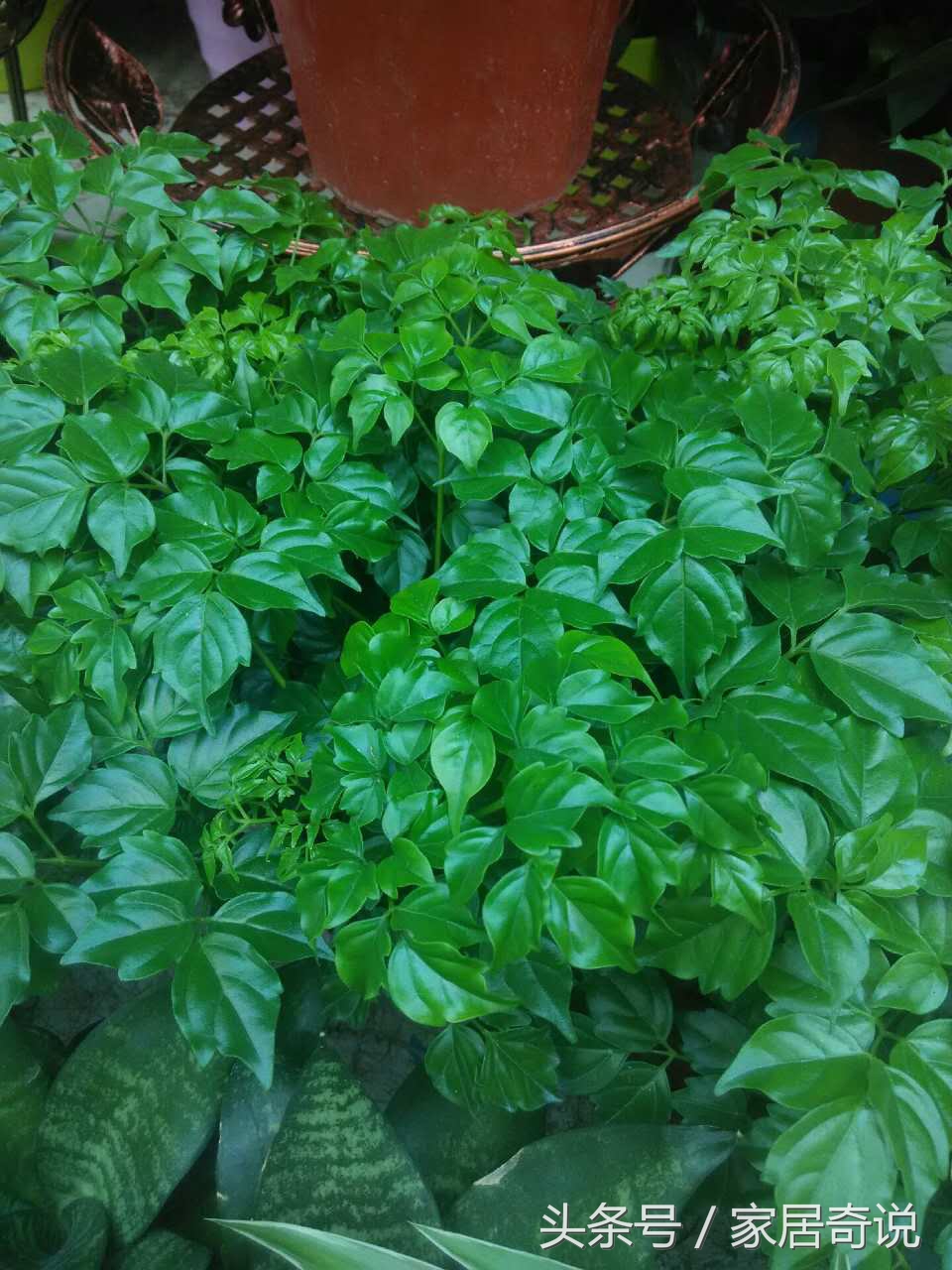 合适室内的花卉盆景,合适家里养的花盆景