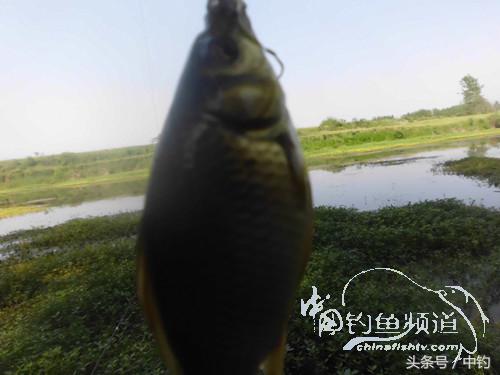 假日野钓鲫鱼,假日河边钓鲫鱼