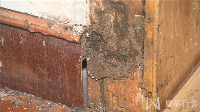 大面积白蚁怎么消灭最彻底,根治白蚁最简单有效的方法