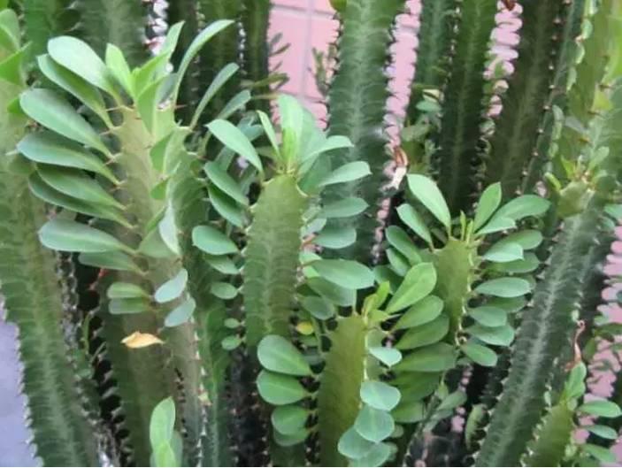 逆天了中国吃货！多肉植物炒肉吃！