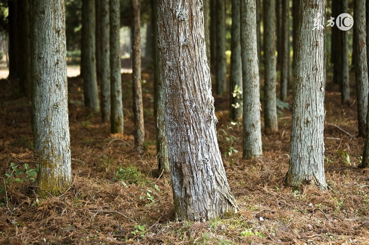 在农村砍伐木材,砍伐耕地上的树木需要经过审批吗