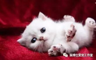 照顾小猫咪日常生活,怎么照顾小猫咪最好的方法