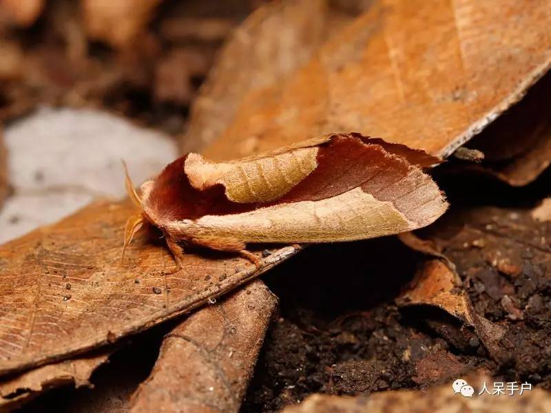 集结拍案称奇的拟态大师
