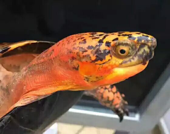 细说国龟之美五（黄额）