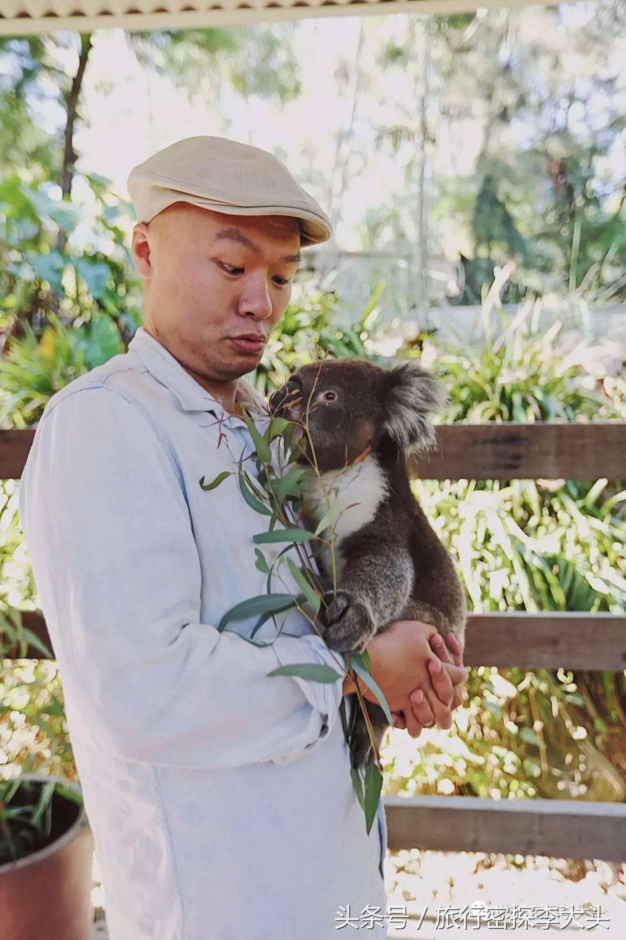 中国哪里能够抱考拉,全球哪里能够抱考拉