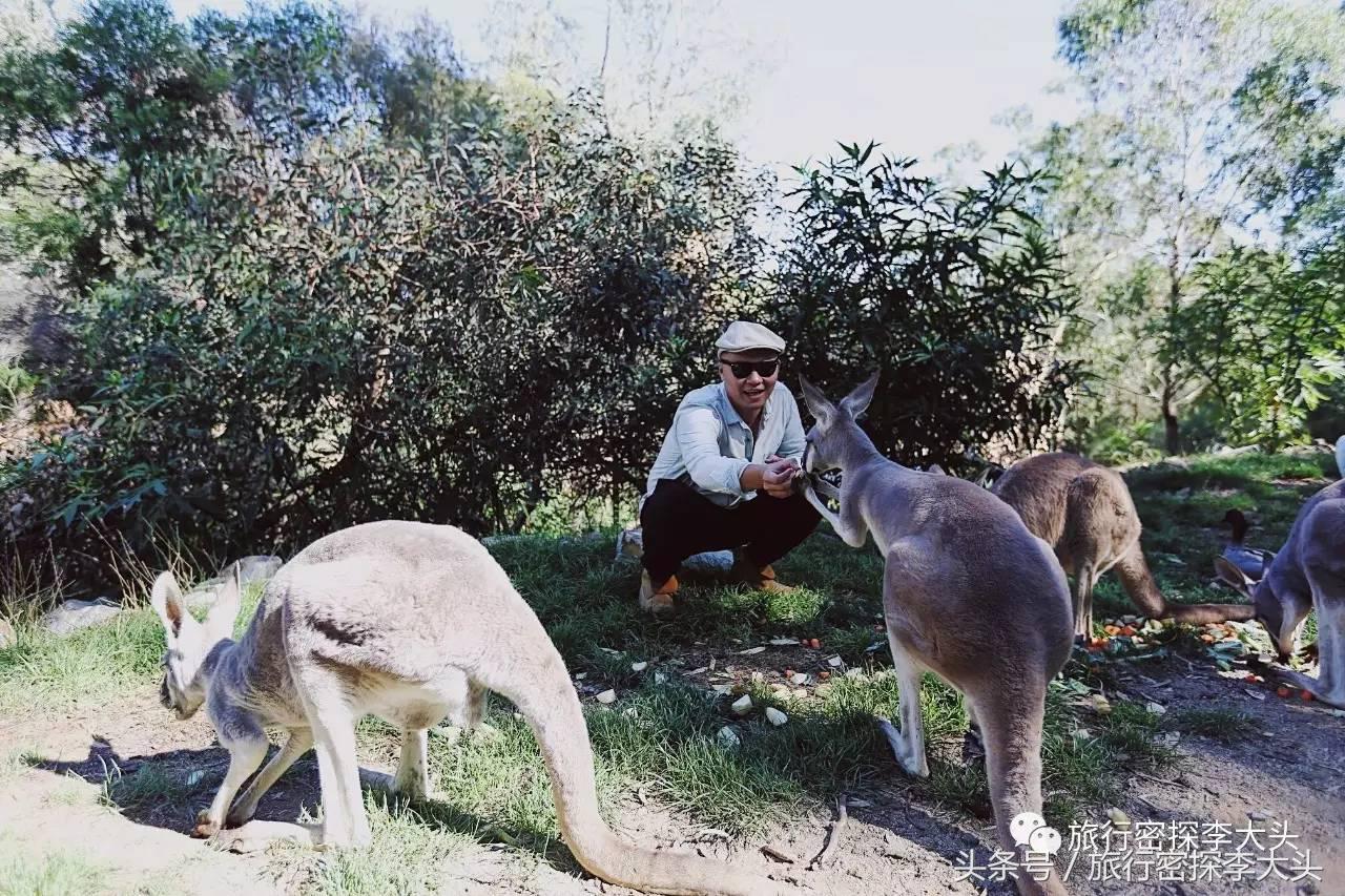 中国哪里能够抱考拉,全球哪里能够抱考拉