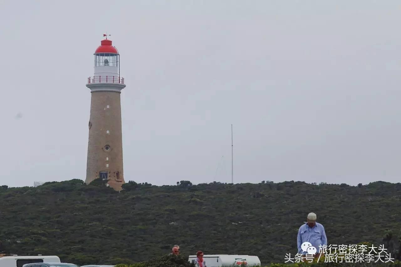 中国哪里能够抱考拉,全球哪里能够抱考拉