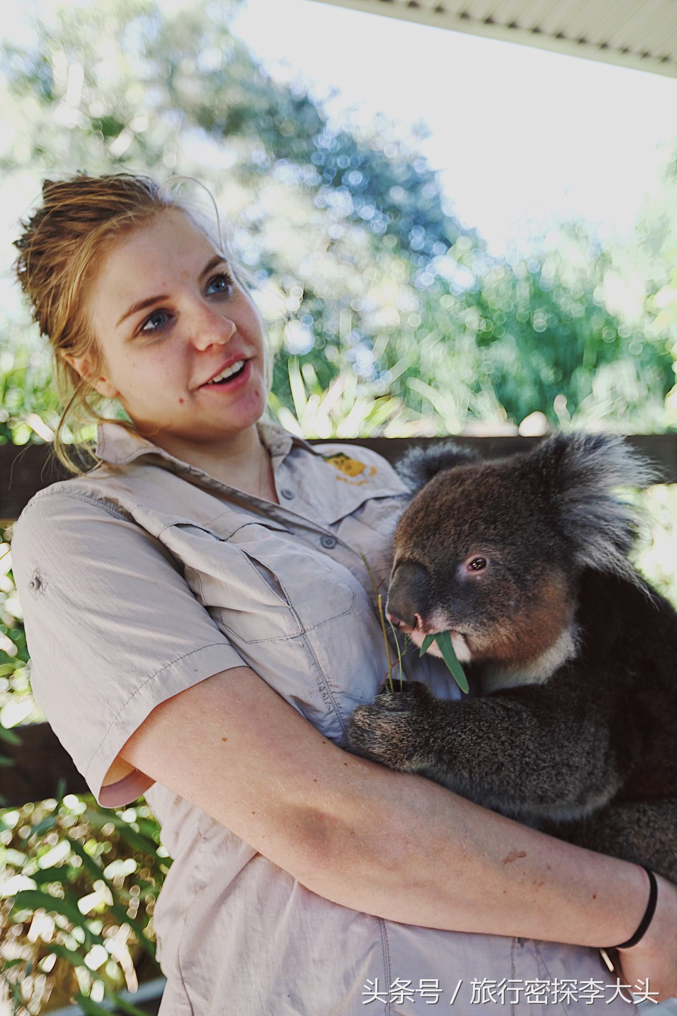 中国哪里能够抱考拉,全球哪里能够抱考拉