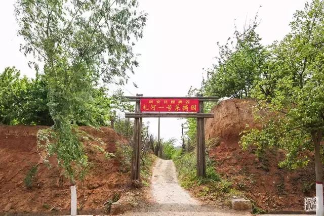 洛阳新安县樱桃采摘园,洛阳樱桃沟摘樱桃