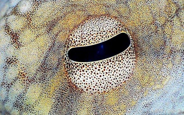 高清镜头下的眼睛看起真美，看眼睛猜动物你能猜对几个