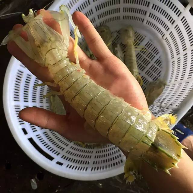 吃的真相｜是膏不是胶！皮皮虾，这锅我们不背！