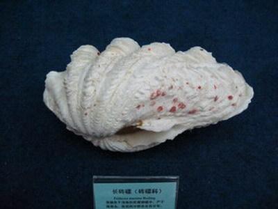 螺钿大柜以前是用砗磲做的吗,古代的海洋珍宝玳瑁