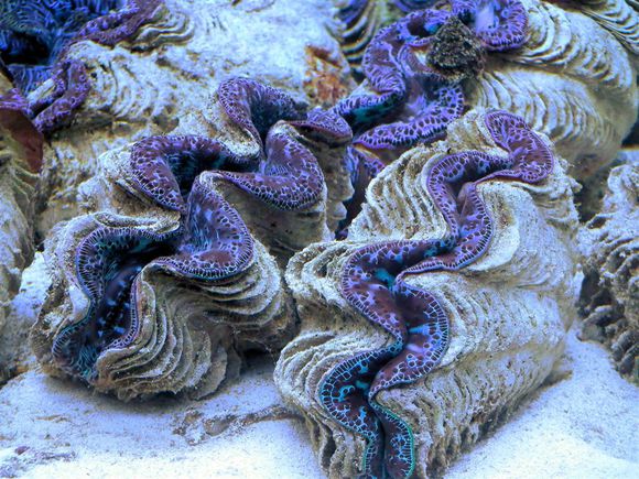 螺钿大柜以前是用砗磲做的吗,古代的海洋珍宝玳瑁