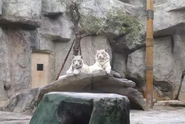 厦门灵玲国际马戏城大不大,五一厦门灵玲国际马戏