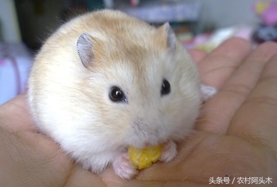 关于我家有一只可爱的小仓鼠,养可爱的仓鼠