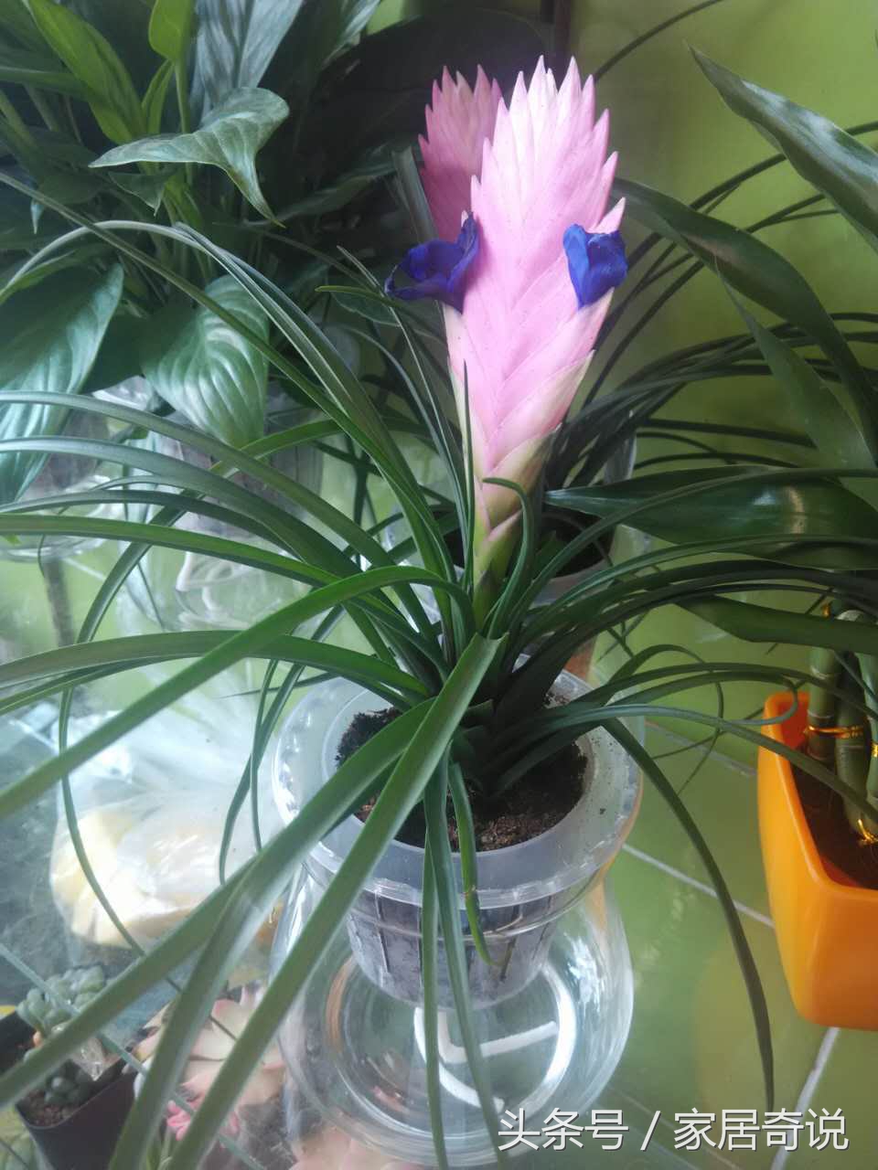 合适室内的花卉盆景,合适家里养的花盆景