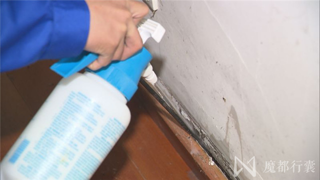 大面积白蚁怎么消灭最彻底,根治白蚁最简单有效的方法