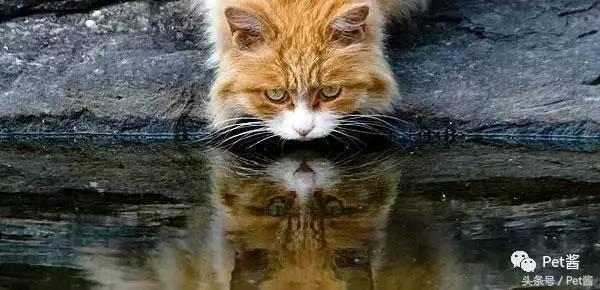 测一测你家猫咪是什么品种,测一测猫咪年龄