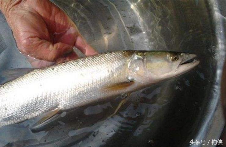 钓鱼淡水鱼的种类区分,钓鱼人大熊盘点20种常见的淡水鱼