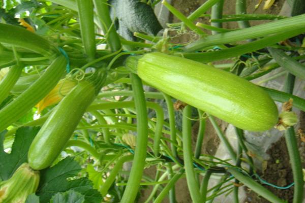 具有降糖效果的蔬菜,要想降糖这三种蔬菜必须经常吃