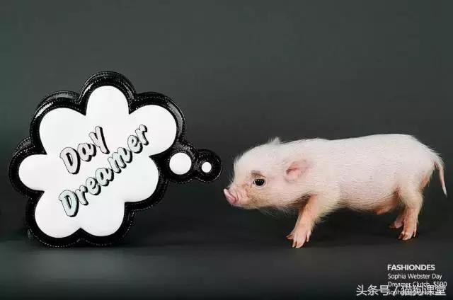 瀹犵墿鐚殑濂緢楗板搧,瀹犵墿鐚繘鍐涘ア渚堝搧鍥剧墖