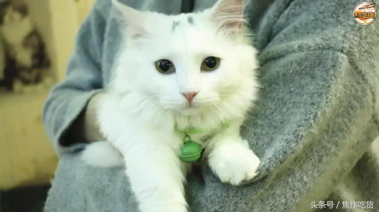 焦作推荐猫咖,焦作新区猫咖