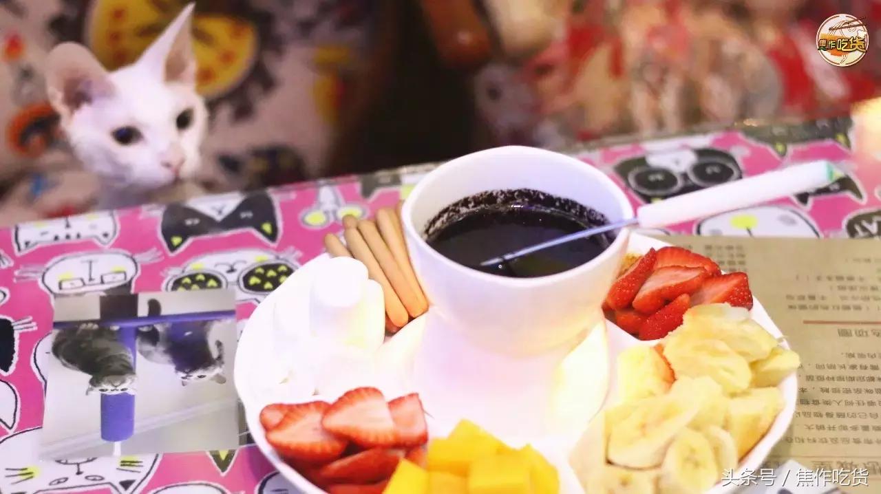 焦作推荐猫咖,焦作新区猫咖