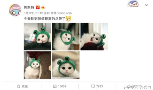 谁买了5000元的猫厕所？她们将猫养得比自己还精细