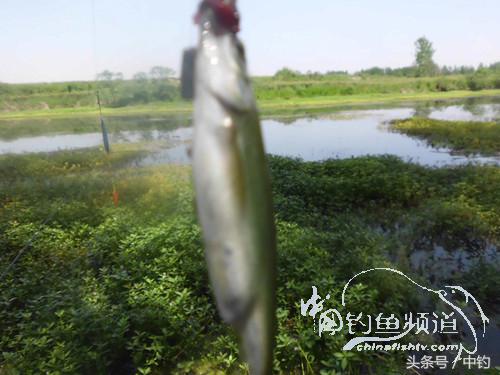 假日野钓鲫鱼,假日河边钓鲫鱼