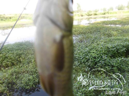 假日野钓鲫鱼,假日河边钓鲫鱼