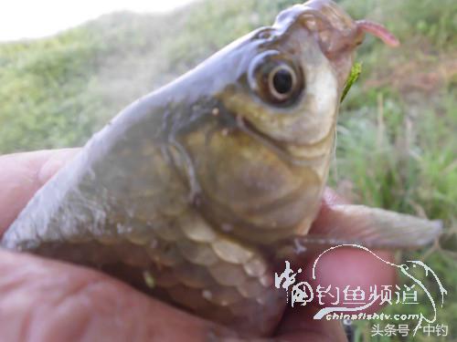 假日野钓鲫鱼,假日河边钓鲫鱼