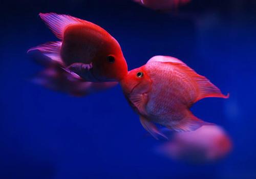 血鹦鹉鱼怎么养才能变红,血鹦鹉怎么保持鲜艳