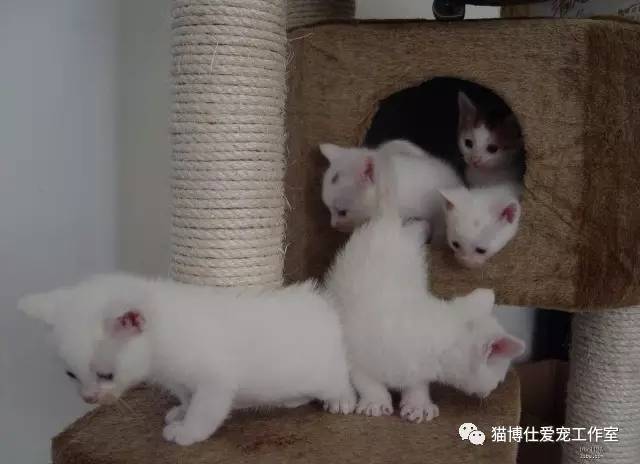照顾小猫咪日常生活,怎么照顾小猫咪最好的方法