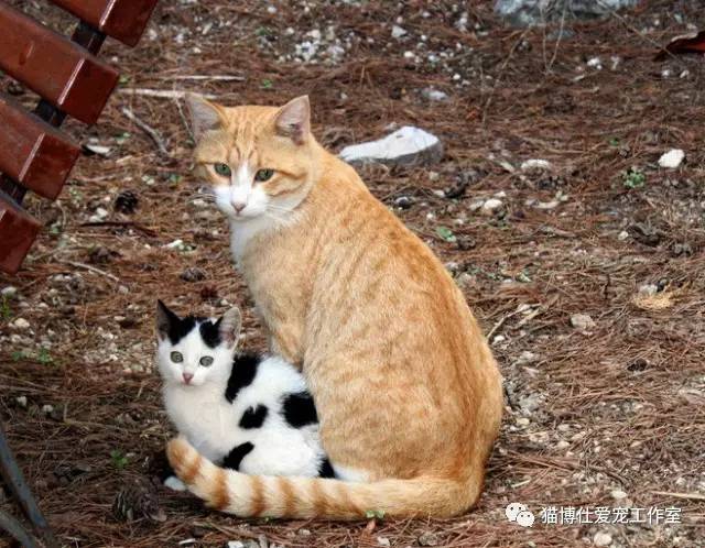 照顾小猫咪日常生活,怎么照顾小猫咪最好的方法