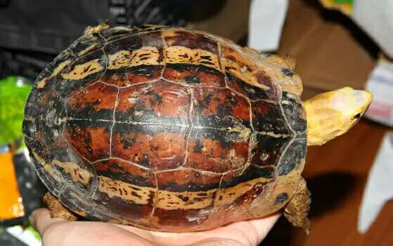 细说国龟之美五（黄额）