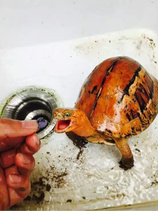 细说国龟之美五（黄额）