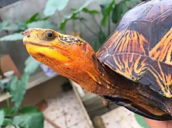 细说国龟之美五（黄额）